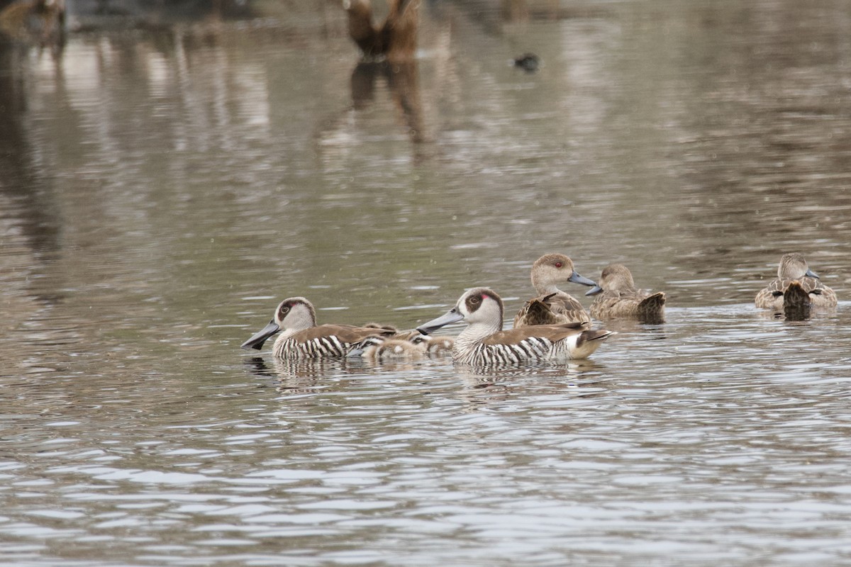 Pink-eared Duck - ML496546431