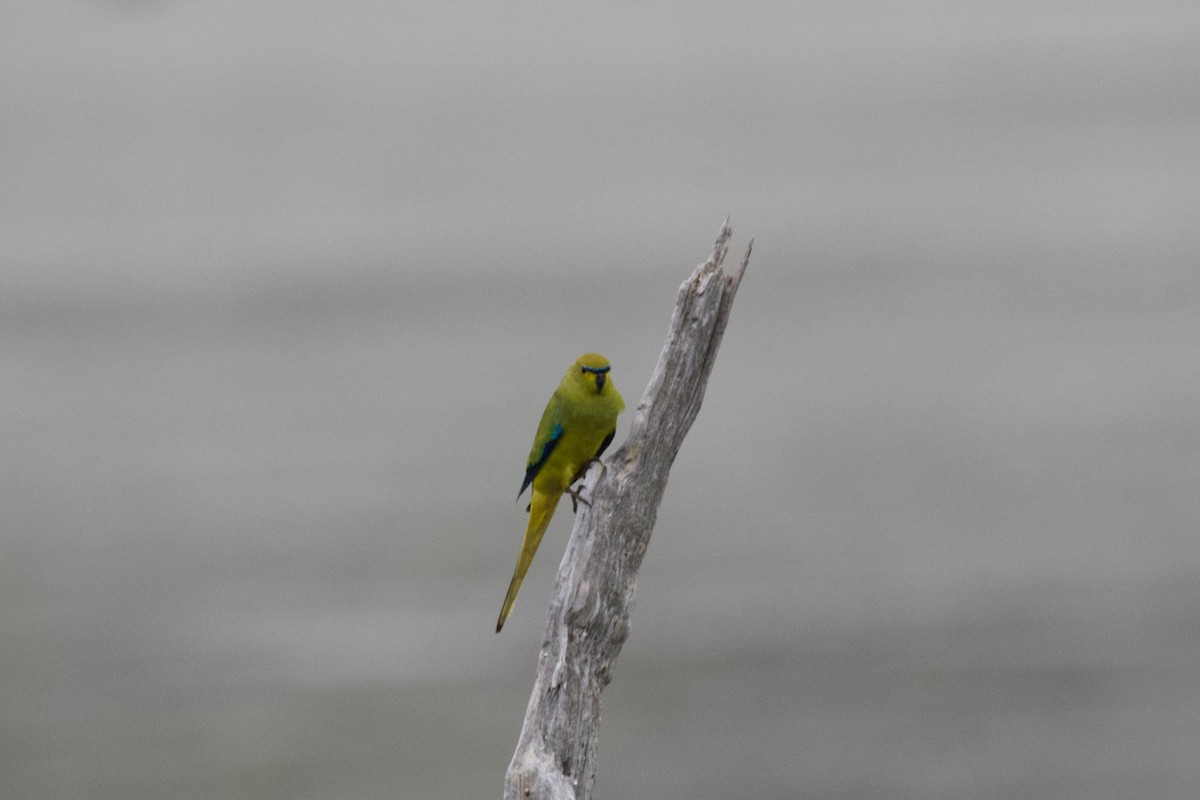 Elegant Parrot - ML496546461