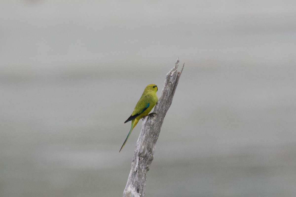 Elegant Parrot - ML496546471