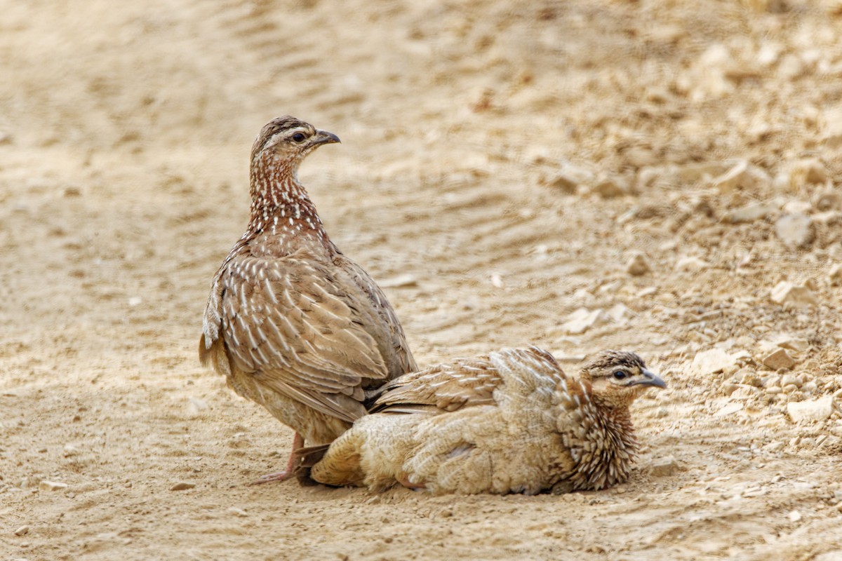 Crested Francolin - ML496546781
