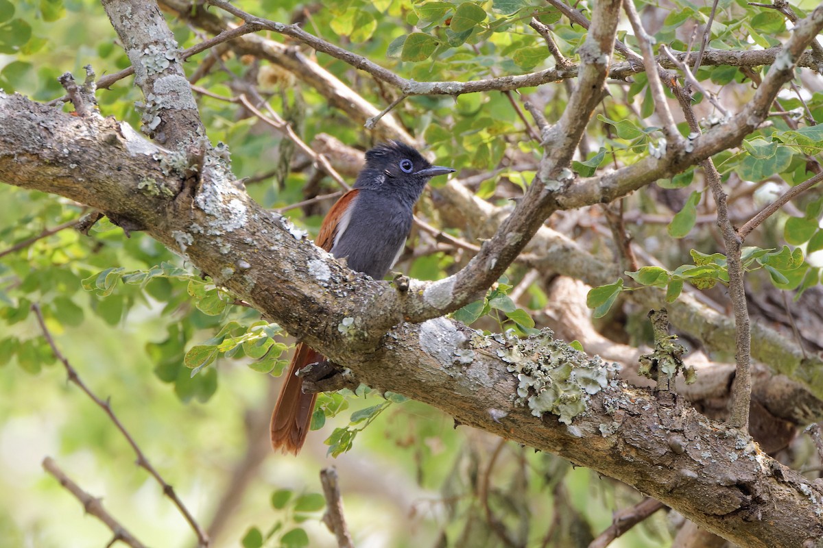 African Paradise-Flycatcher - ML496547181