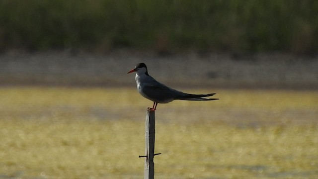 Common Tern - ML496547531