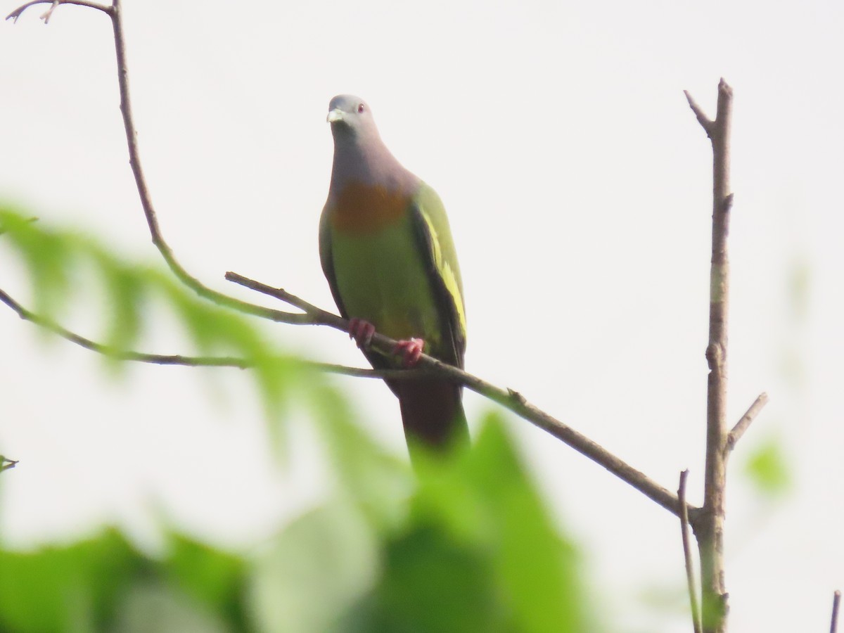 Pink-necked Green-Pigeon - Mads Bajarias