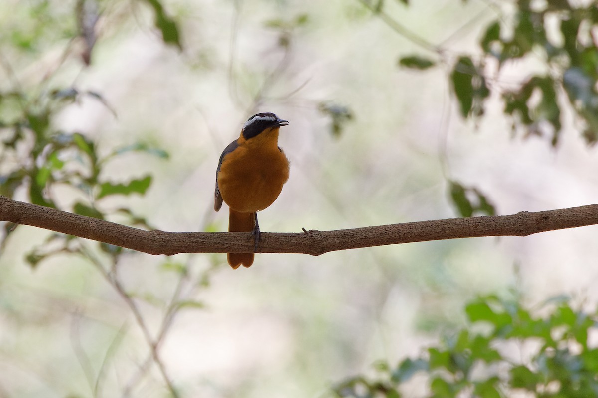 White-browed Robin-Chat - ML496548971