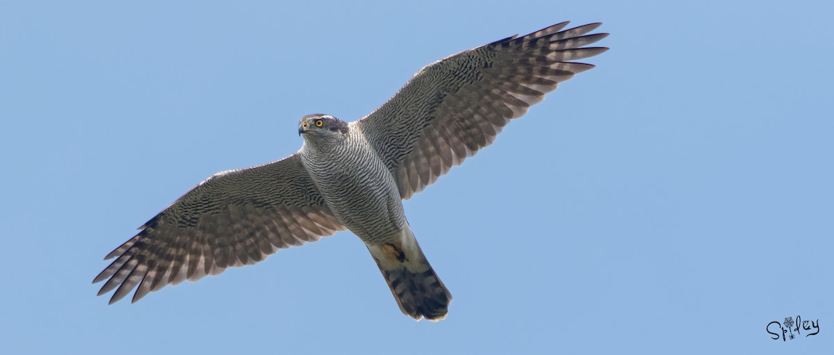 Eurasian Goshawk - Xingyu Li