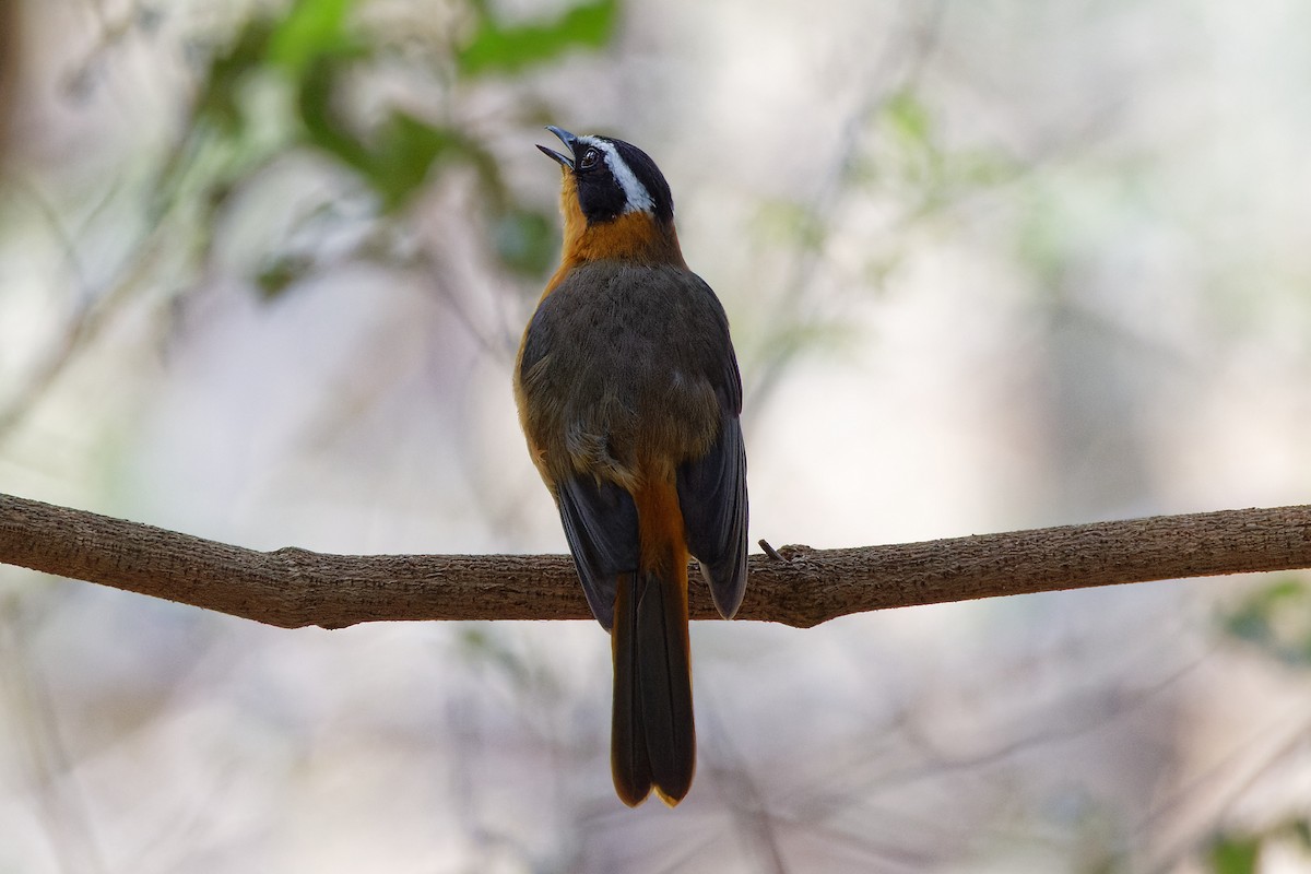 White-browed Robin-Chat - ML496549121