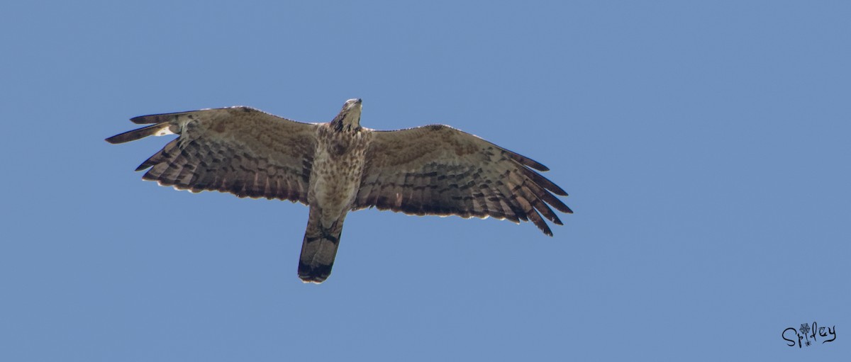 Oriental Honey-buzzard - ML496549491