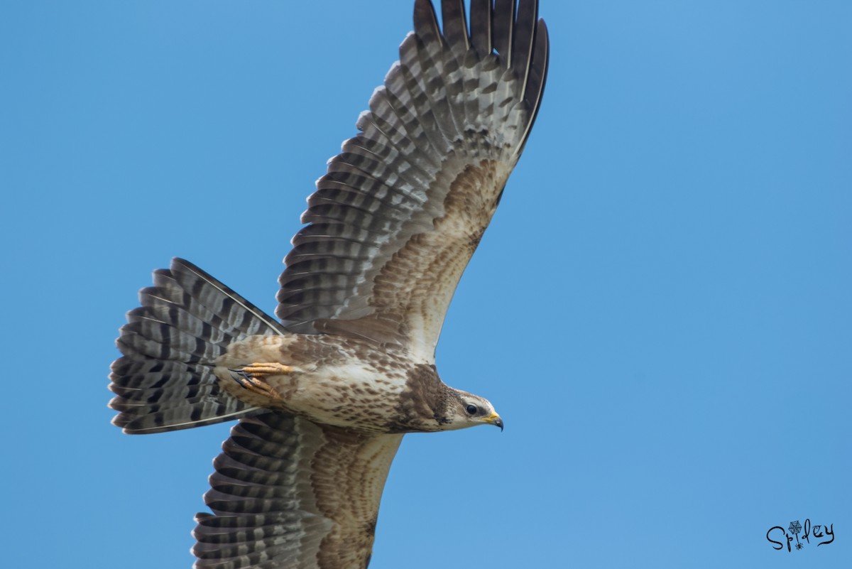 Oriental Honey-buzzard - ML496549701