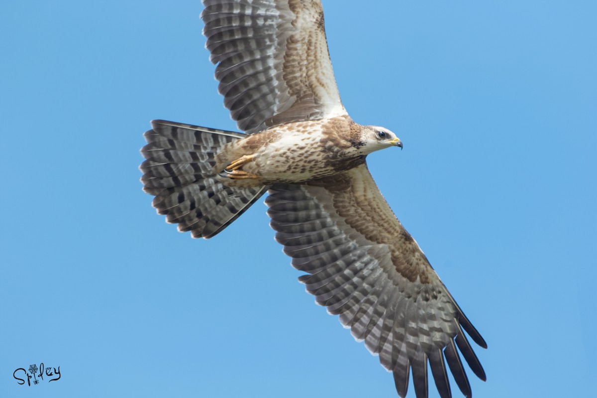 Oriental Honey-buzzard - ML496549711