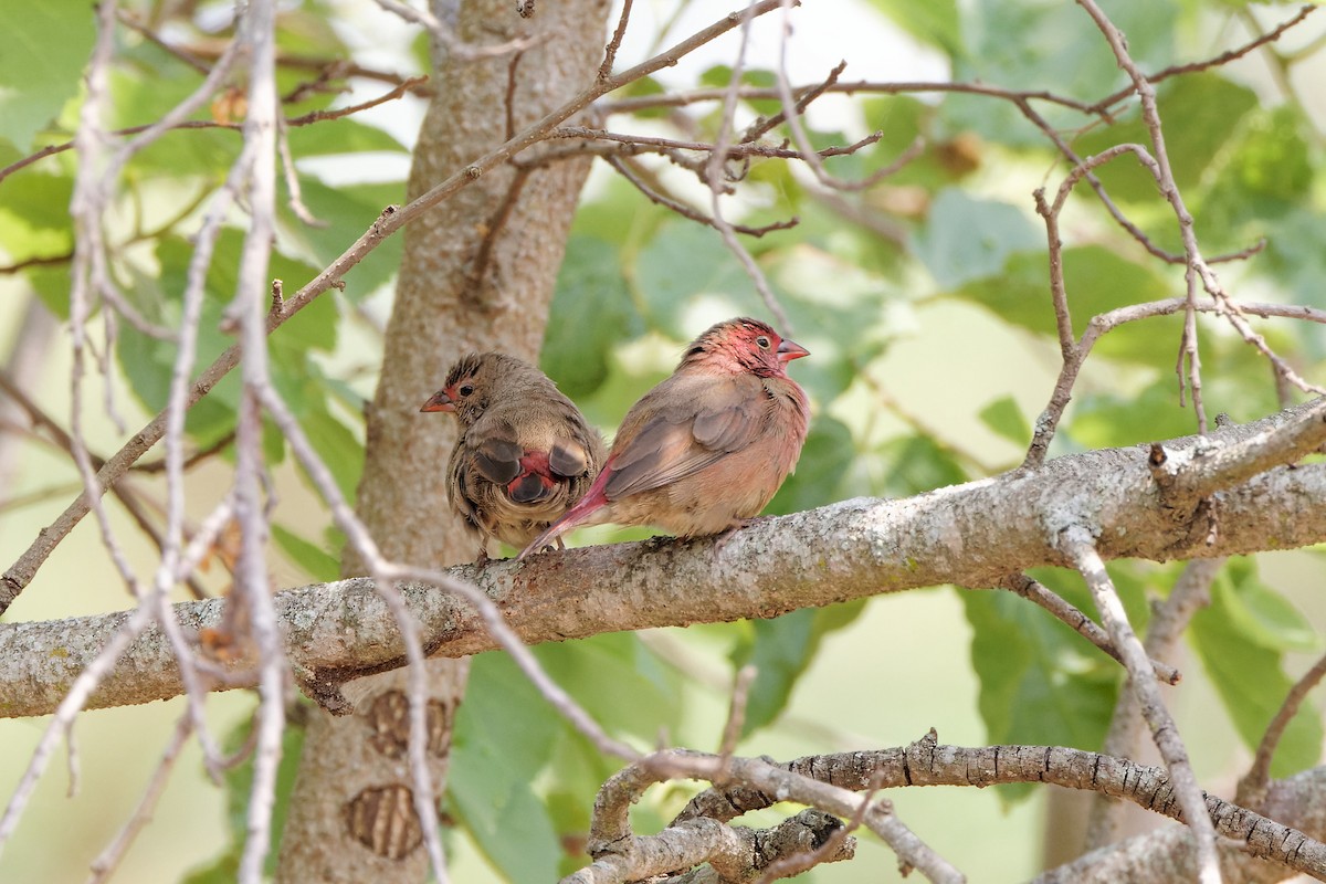 Red-billed Firefinch - ML496549931