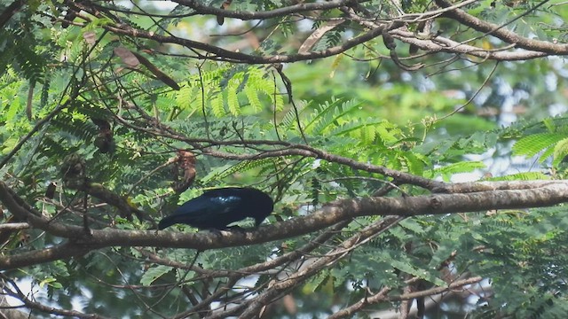 Wallace Çizgisi Drongosu (vicinus) - ML496550211