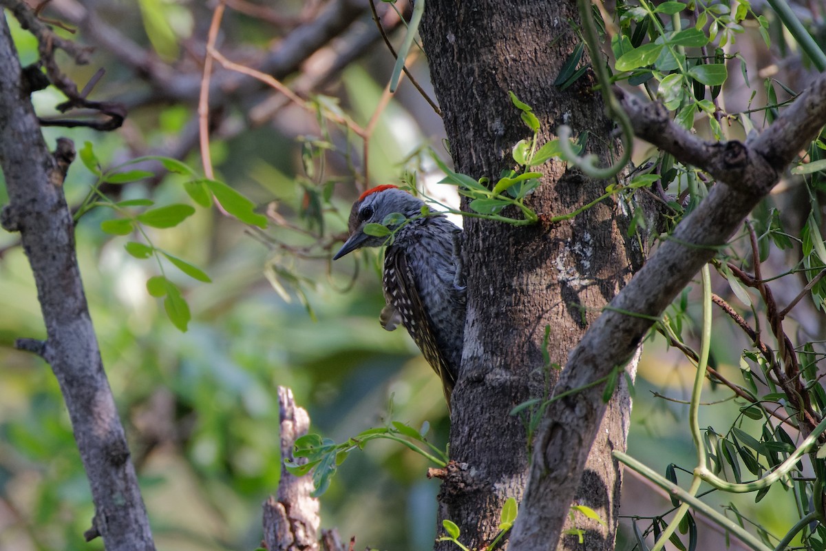 Cardinal Woodpecker - ML496550641