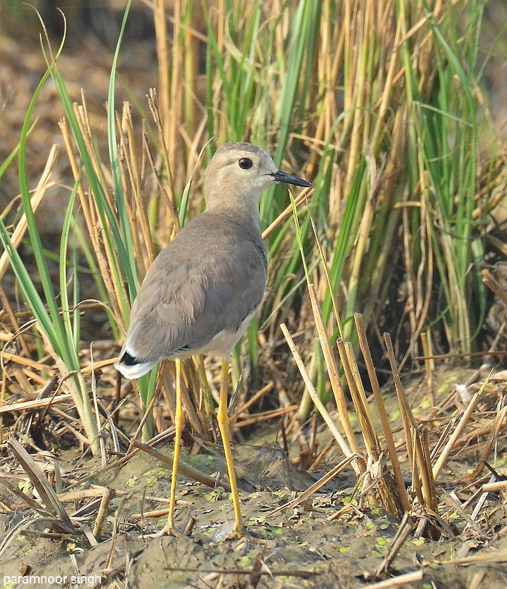 White-tailed Lapwing - ML496550691