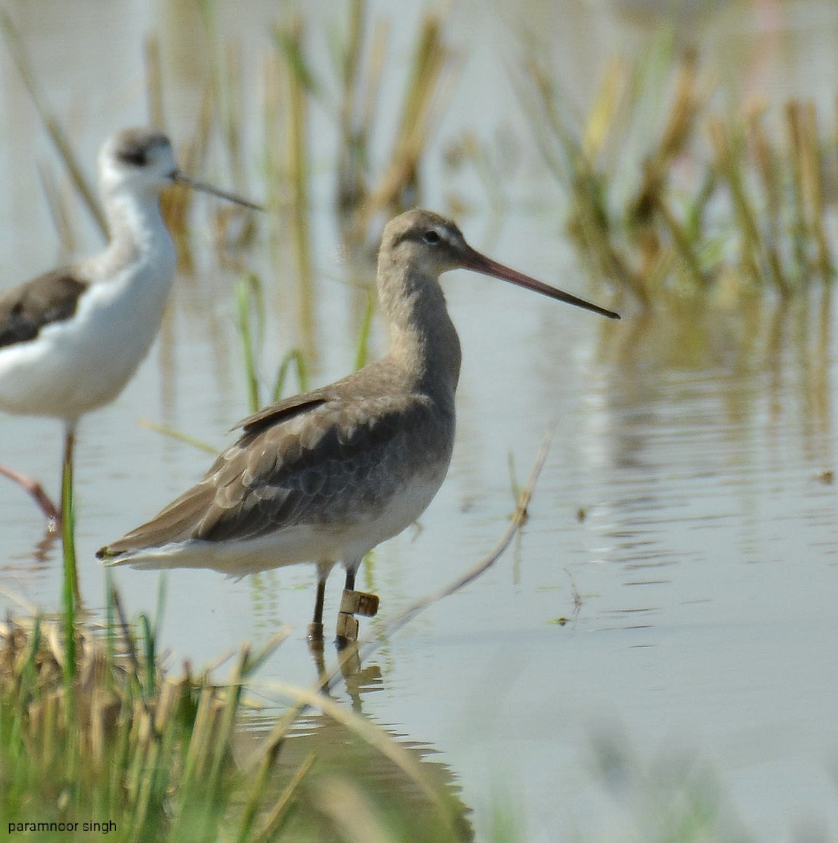 Black-tailed Godwit - paramnoor singh  antaal