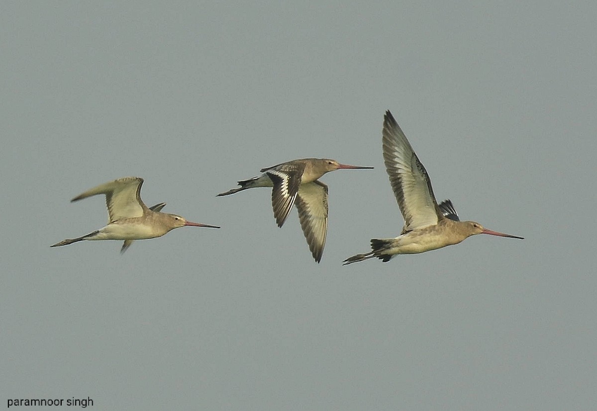 Black-tailed Godwit - paramnoor singh  antaal