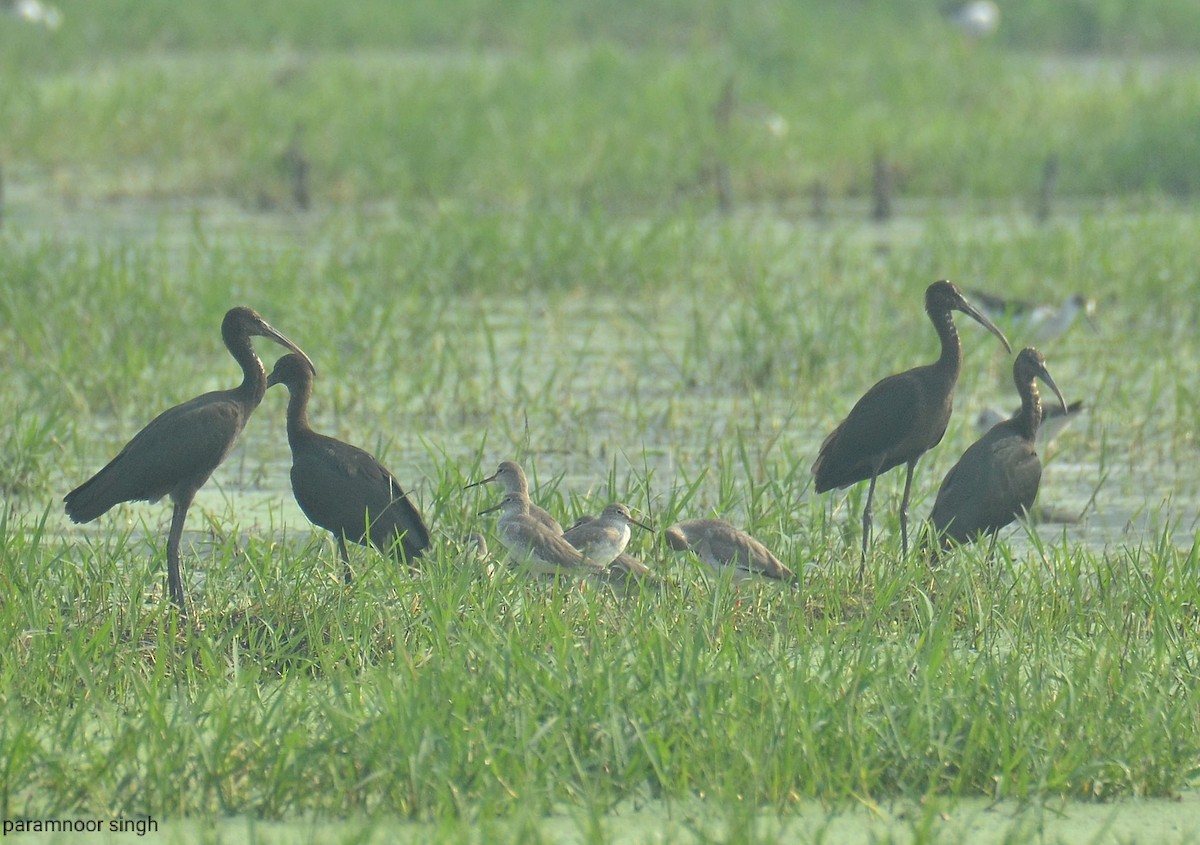 Glossy Ibis - paramnoor singh  antaal