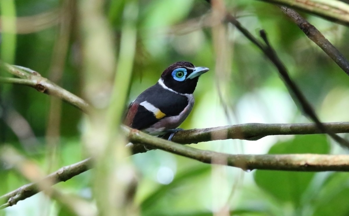 Wattled Broadbill - ML49655131