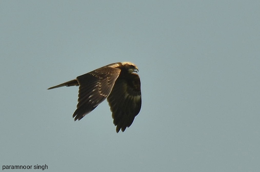 Western Marsh Harrier - paramnoor singh  antaal