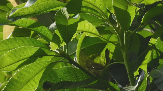 Olive-backed Tailorbird - ML496551481
