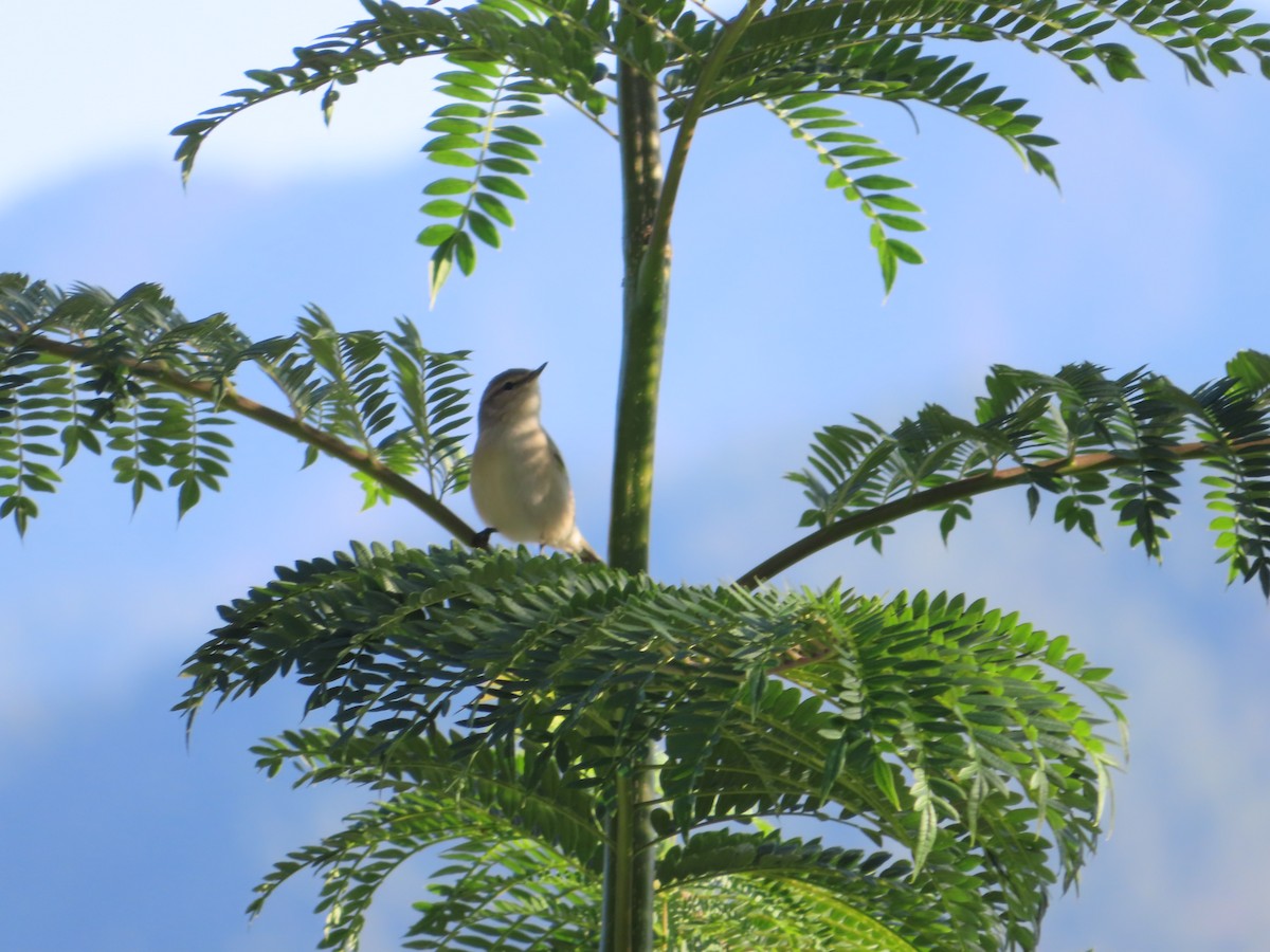 Common Chiffchaff - ML496551511