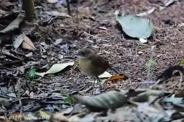 Lesser Ground-Robin - Keith Cowton