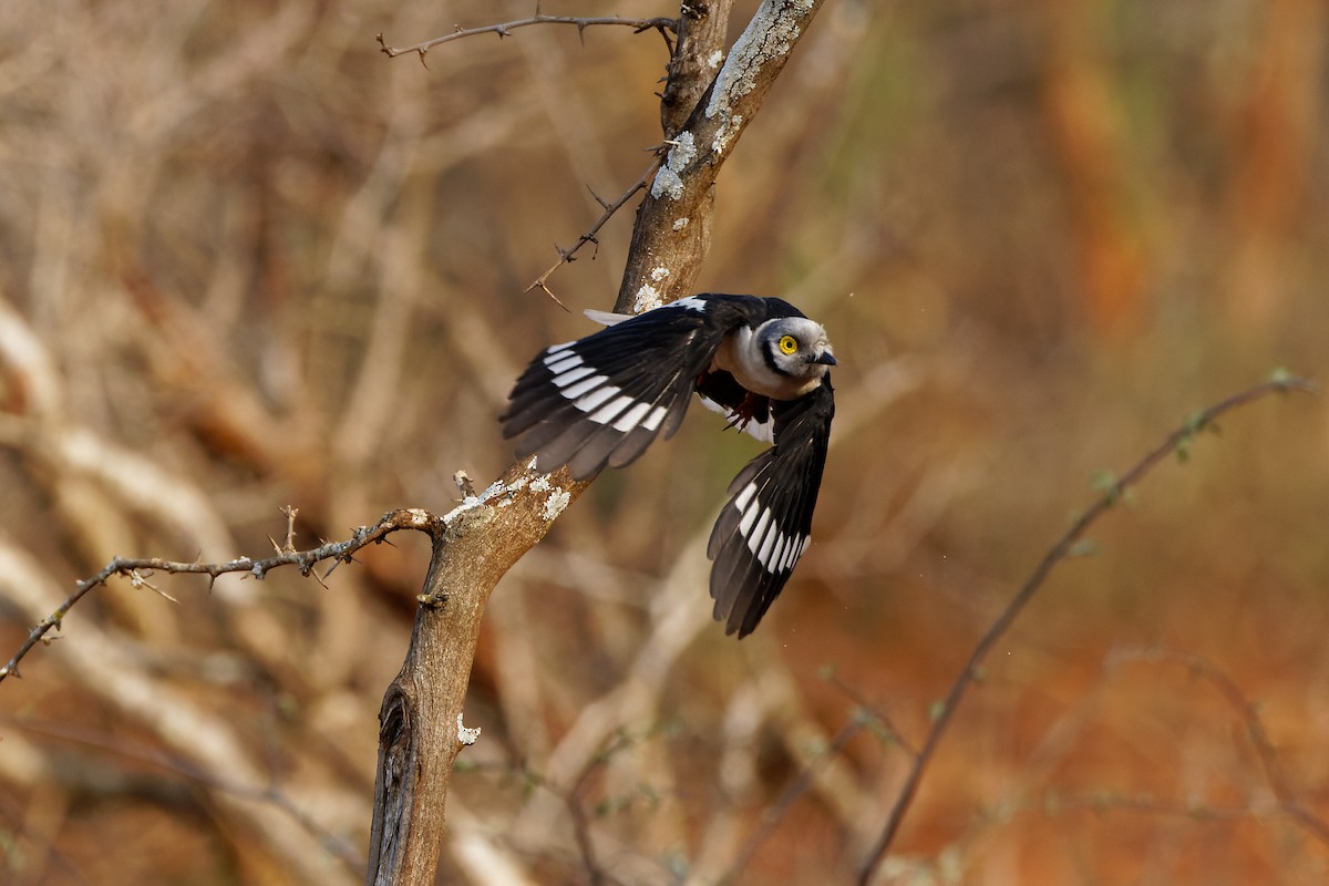 White-crested Helmetshrike - ML496551681