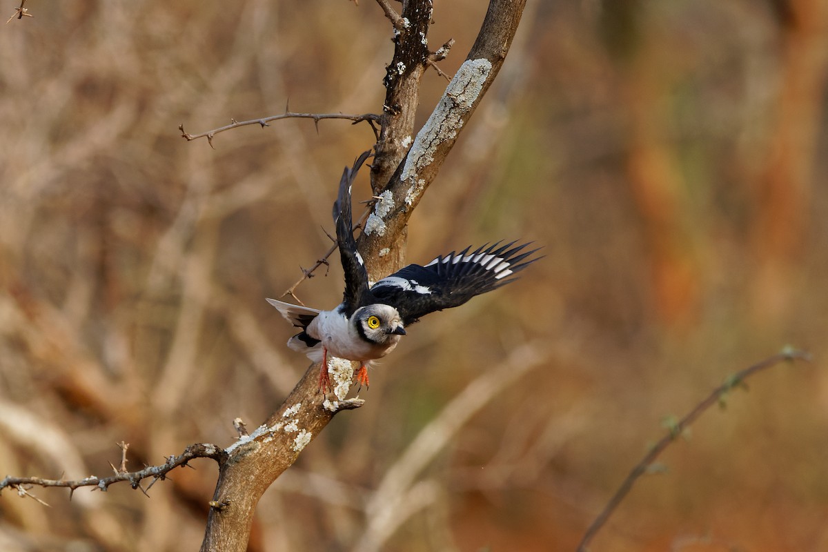 White-crested Helmetshrike - ML496551691