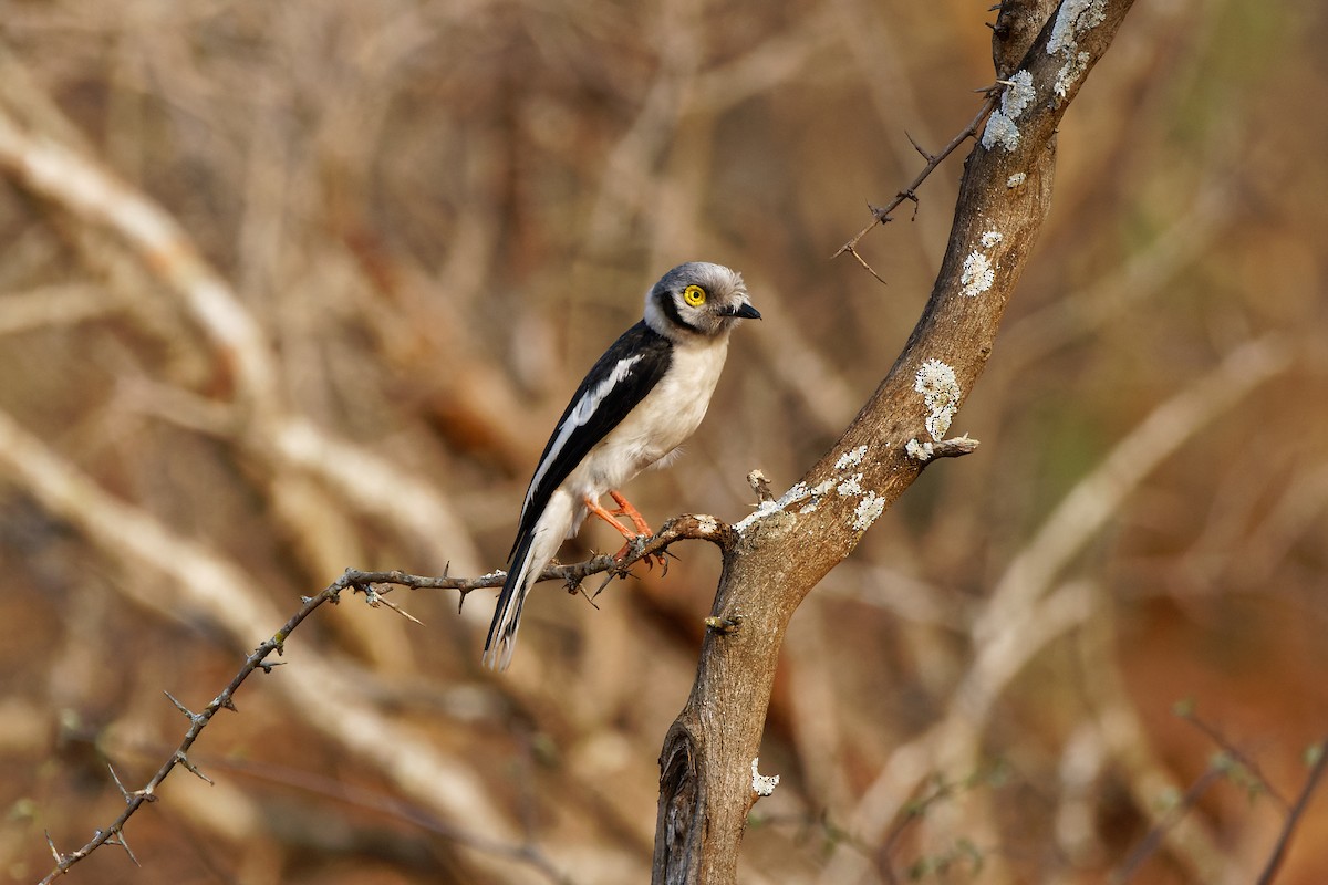 White-crested Helmetshrike - ML496551881