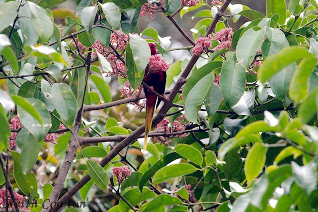 West Papuan Lorikeet - Keith Cowton