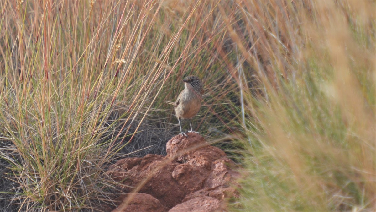 Short-tailed Grasswren - ML496552281