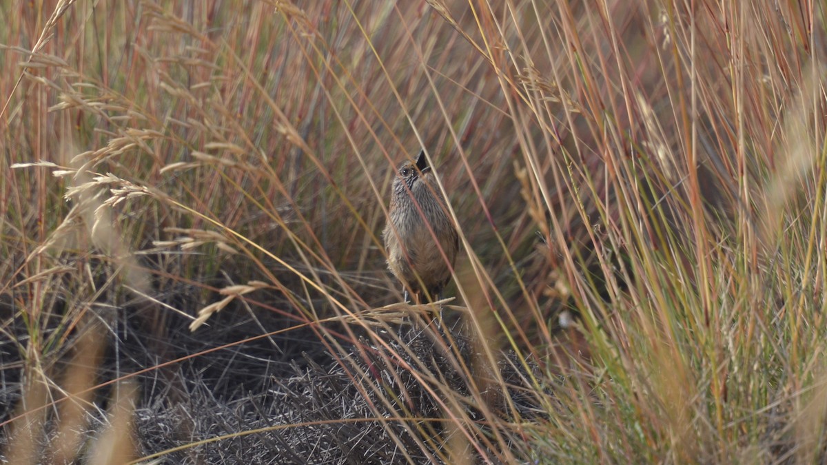 Short-tailed Grasswren - ML496552361