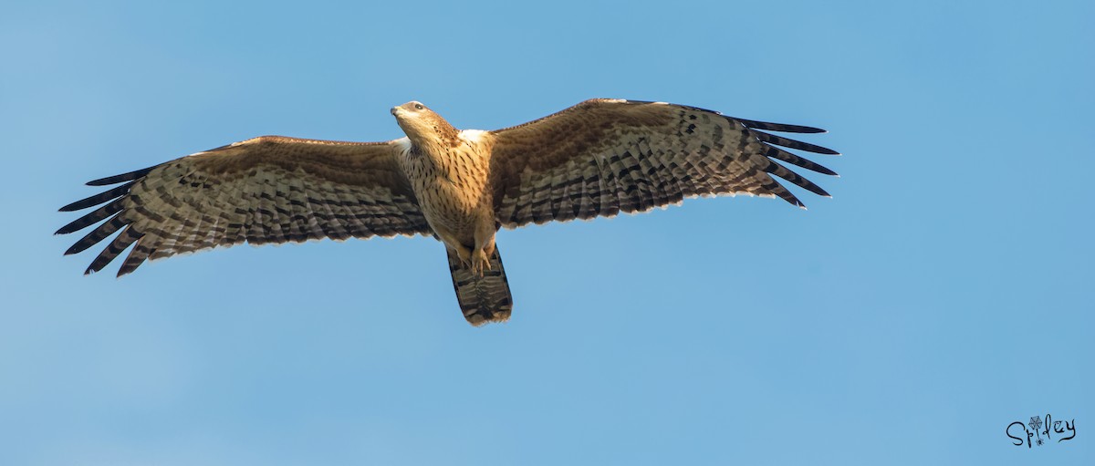 Oriental Honey-buzzard - ML496552521