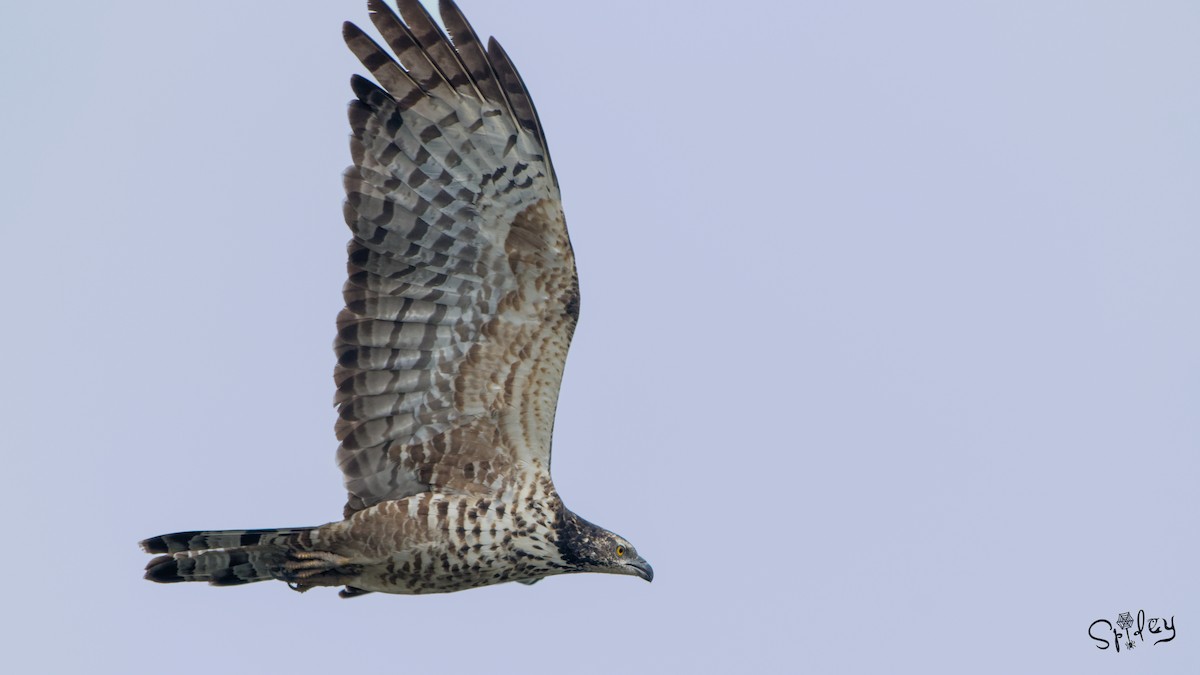 Oriental Honey-buzzard - ML496552791