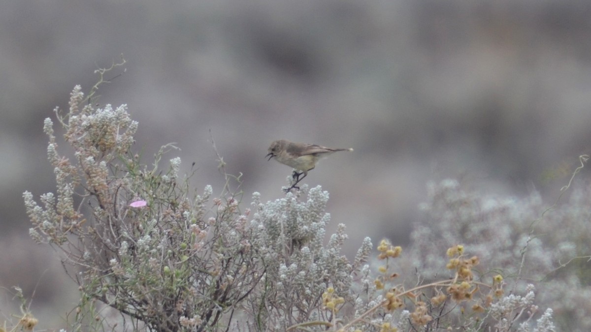 Slender-billed Thornbill - ML496554471