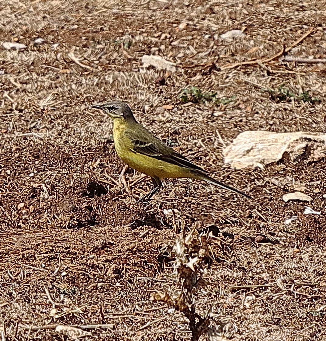 Western Yellow Wagtail (iberiae) - ML496554621