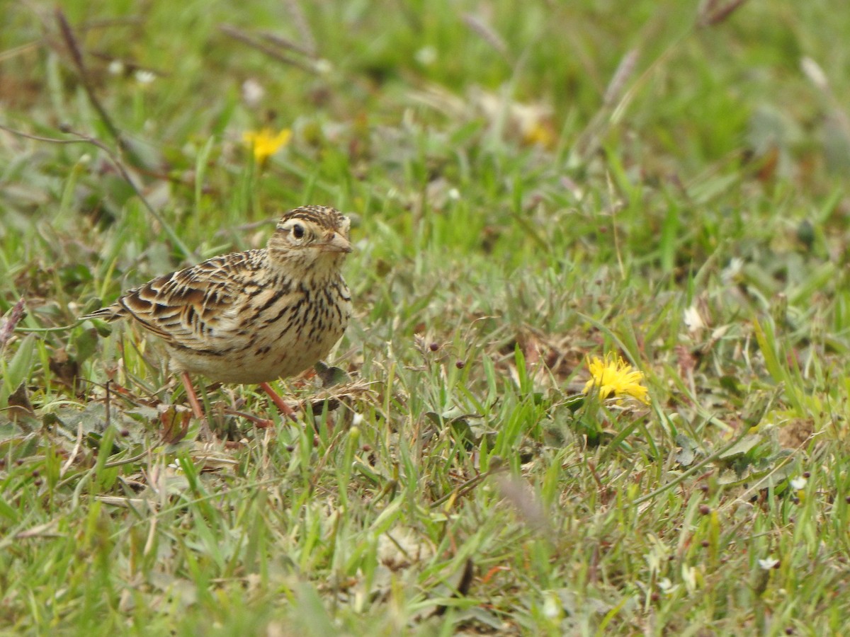 Malabar Lark - Arulvelan Thillainayagam