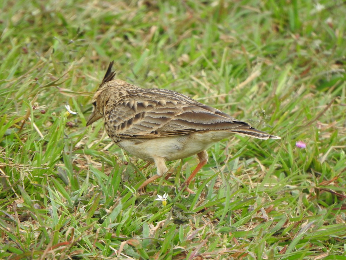 Cochevis de Malabar - ML496556101