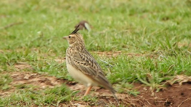 Malabar Lark - ML496556401