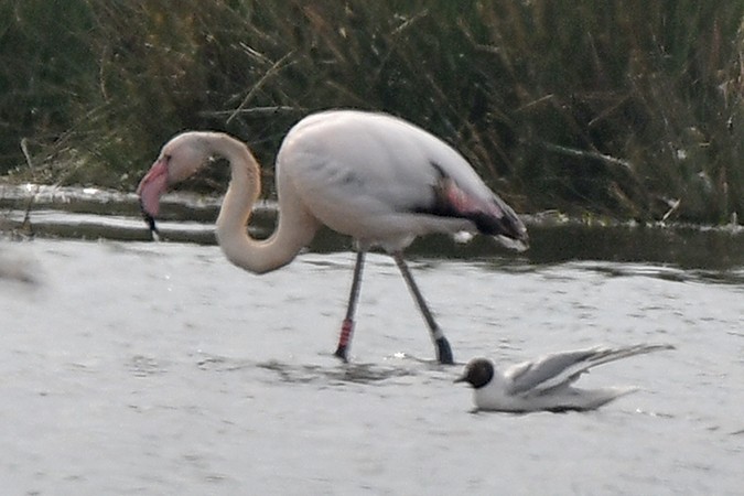 Greater Flamingo - ML496556411
