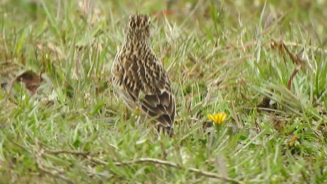 Malabar Lark - ML496556611