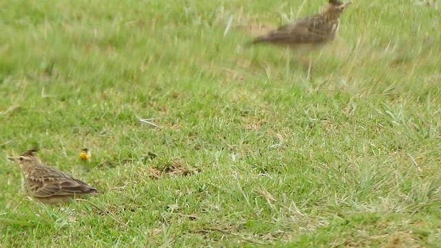 Malabar Lark - ML496557511