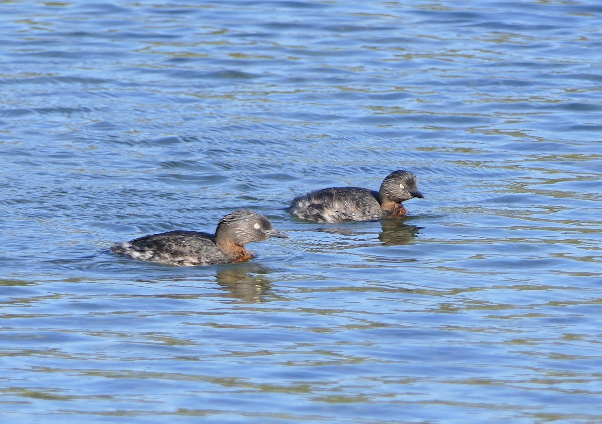 New Zealand Grebe - ML496557651