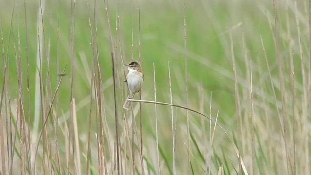 Paddyfield Warbler - ML496557941