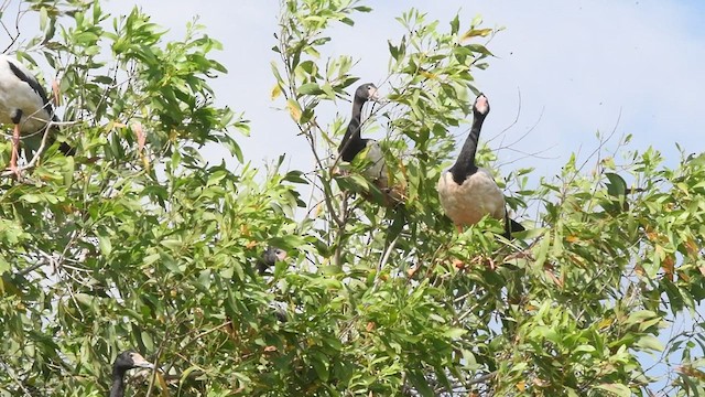 Magpie Goose - ML496558111