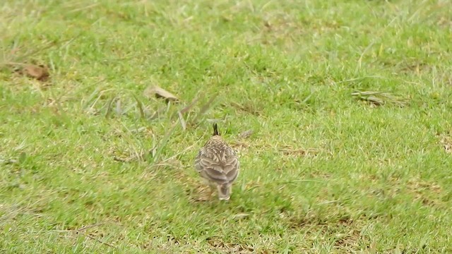 マラバルカンムリヒバリ - ML496558371