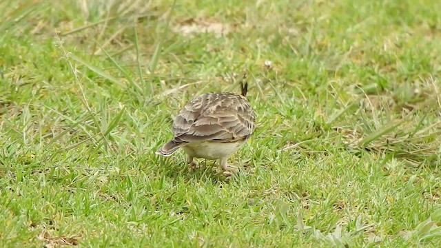 Malabar Lark - ML496558511