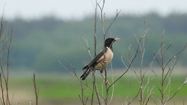 זרזיר ארבה - ML496558651