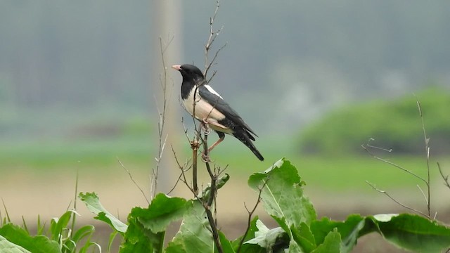 זרזיר ארבה - ML496558681