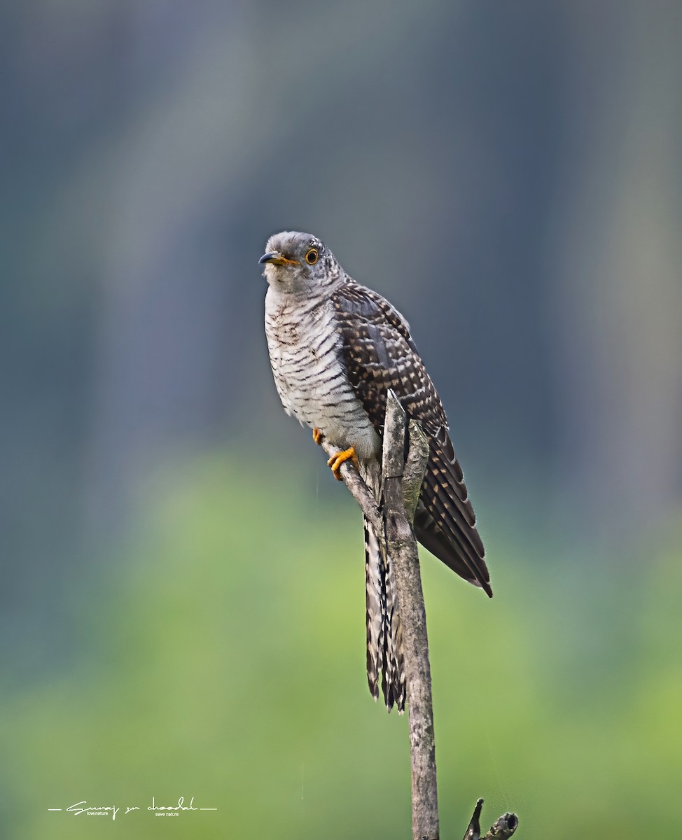 Common Cuckoo - ML496559911