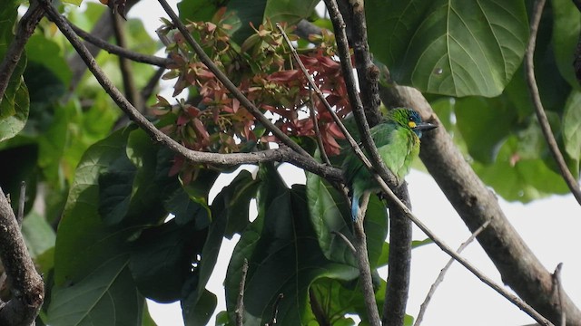 Yellow-eared Barbet - ML496560411